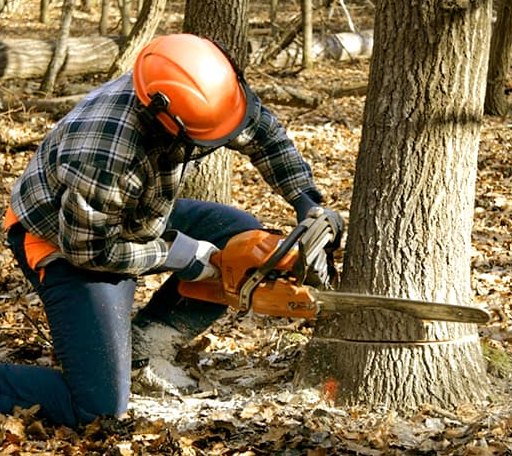 Tree Removal in Groveton, TX